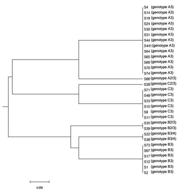 Dendrogram shows the genetic relationships between 31 isolates of Candida albicans. The dendrogram was constructed by zero-one matrix data from the combinations of ABC and RPS typing system and using the UPGMA method.