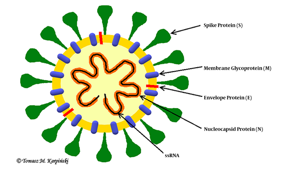 The structure of the SARS-CoV-2 virus is shown.