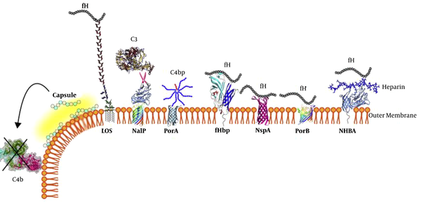 Antigens on the outer membrane of Neisseria meningitidis are shown. In this figure, the outer membrane proteins of N. meningitides, which interact with complement components, have illustrated. LOS (lipooligosaccharide); NalP (Neisseria autotransporter serine protease); porA (porin A); fhbp (factor heparin-binding protein); NspA (Neisseria surface protein A); porB2 (porin B); NHBA (Neisserial heparin-binding antigen) (41).
