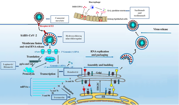Interaction of candidate drugs with severe acute respiratory syndrome Coronavirus-2 at different steps of its life cycle