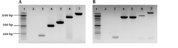 Gel electrophoresis of PCR amplicons of DNA samples. A, Lane 1, 50 bp DNA ladder, (SinaClon, Karaj, Iran); lane 2, negative control; lane 3 - 7 speciﬁc bands of C. psittaci DNA, 157 bp, 505 bp (primers; Cp.sG1 F and Cp.sG2 R), 622 bp, 1024 bp (primers; Cp.sG2 F and Cp.sG2R) and 1389 bp (primers; Cp.sG2 F and Cp.sG3R), respectively; B, lane 1, 50 bp DNA ladder, (SinaClon, Karaj, Iran); lane 2, negative control; lane 3 - 5 speciﬁc bands of C. psittaci DNA, 82 bp, 1024 bp (primers; CPsittFinner and CPsittRinner) and 1041 bp, respectively.