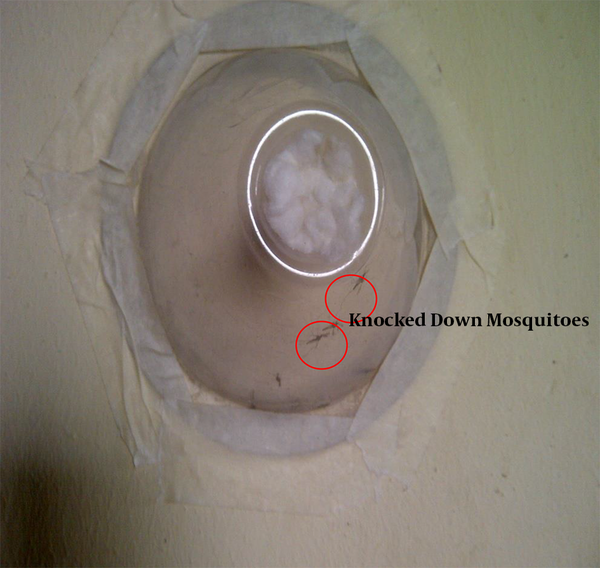 Polyvinyl chloride cone bioassay on the wall painted with the insecticidal paint