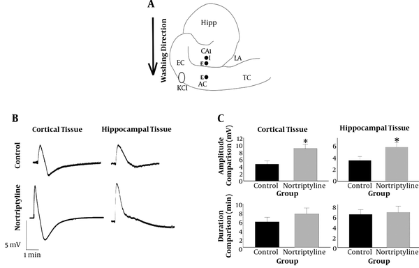 A, Positions of intra- (I) and extracellular (E) electrodes (close circles) on a schematic representation of the hippocampus and surrounding neocortex. The point at which KCl drop was added is also shown with an open oval. I, intracellular; E, extracellular; Hipp, hippocampus; EC, entorhinal cortex; AC, auditory cortex; TC, temporal cortex; LA, lateral amygdala; B, shape of SD waves recorded in hippocampus and cortex by extracellular electrodes. Note the difference between shapes of the waves in hippocampus and cortex; C, the amplitude and duration of SD waves in hippocampal and cortical tissues were compared between nortriptyline and control groups. *, P &lt; 0.05. Error bars are SEM.
