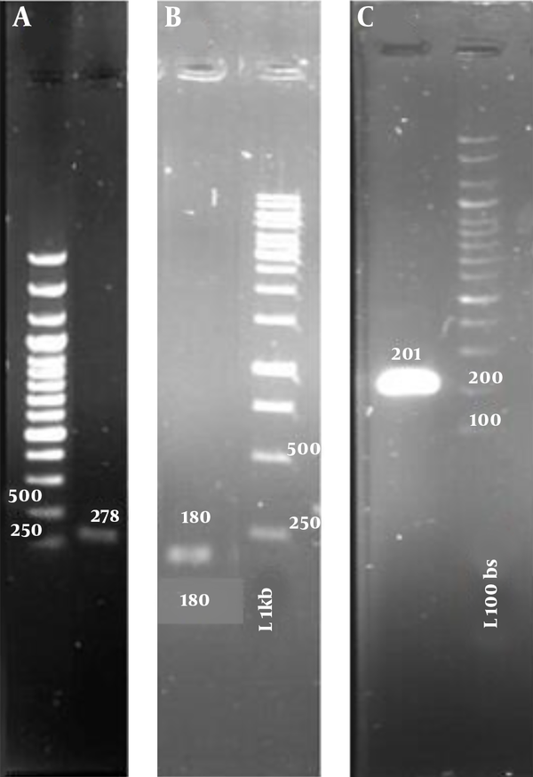 Gel electrophoresis of PCR products of the cDNA sample. Parts A, B, and C show PCR amplification of gyrB, gyrA and soxS genes, respectively. L 1 kb and L 100 bs represent size marker 1 kb and 100 bs, respectively.
