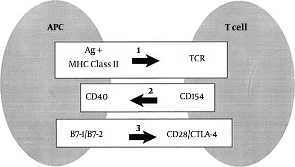Major histocompatibility complex (MHC) and immunoregulatory genes. 1, Stimulation of the T-cell receptor (TCR) by recognition of antigen (Ag) in the context of class II major histocompatibility complex (MHC) molecules results in the expression of CD154 on T cells. CD154 (CD40L) binds to CD40 on antigen-presenting cells (APCs) and enhances B7-1 and B7-2 expression. B7:CD28 interactions also promote CD154 expression. CTLA-4 binding to the B7 molecules blocks CD28 activation by B7. CD28 and CTLA-4 represent the “general switches” and strongly influence the expression of many downstream costimulators (64).