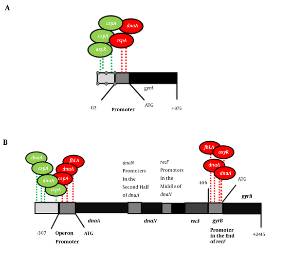 Several transcription factors (TF) involved in regulation of gyrA (A), dnaA and gyrB (B). Green and red ovals show TFs that assume to regulate genes positively and negatively, respectively.