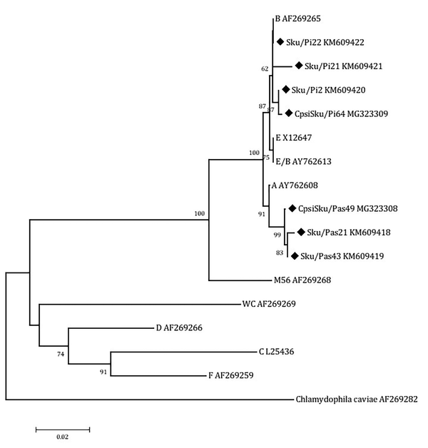 Neighbor-joining (NJ) phylogenetic tree based on the comparison of outer membrane protein A (OmpA) gene fragments of C. psittaci strains with reference sequences in this study. The sequences detected in this study are shown with black field rhombus. The tree was rooted with the C. caviae ompA sequence. Bootstrap values are shown if the reliability is equal to or greater than 50%. The Genotype/Strain name is followed by the accession number for each branch of the tree (Strain name-Genotype). All positions containing gaps and missing data were eliminated. Evolutionary analyses were conducted in MEGA6.