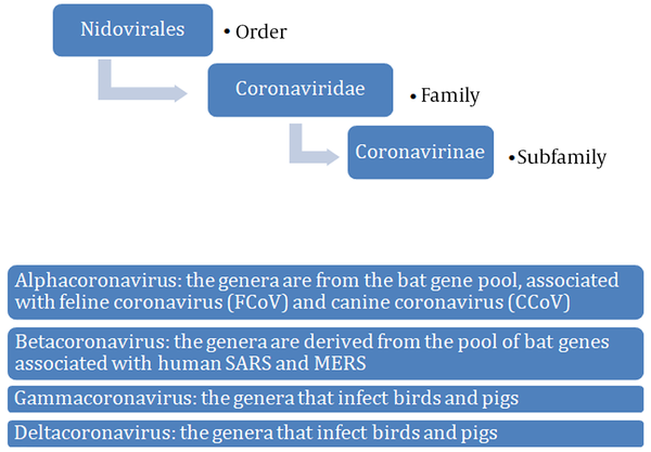 The phylogenesis of coronaviruses is represented.