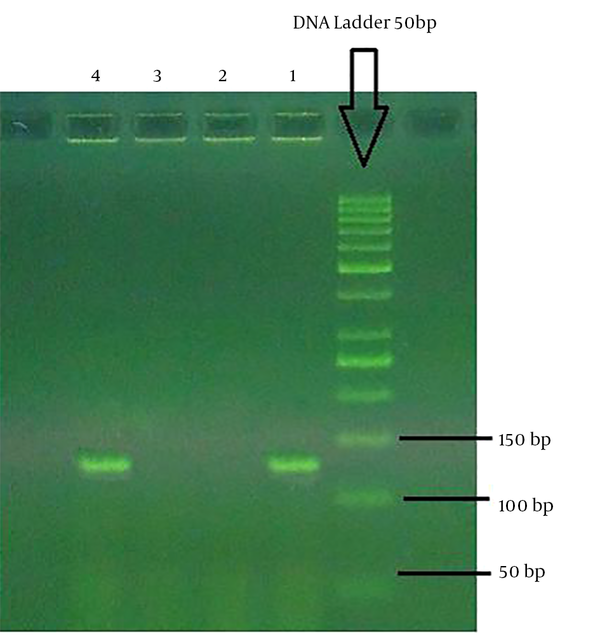 Gel electrophoresis of Listeria monocytogenes by a modeled primer from the hyl A gene with Vector NTI software. 143 Basepair and 50 Basepair DNA ladder. Number 1 and 2 samples are positive and negative controls, and 3 and 4 bands are positive and negative patient samples, respectively.
