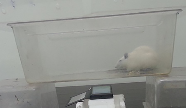 The position of mobile phone under the Plexiglas cage for whole-body exposure of rats.