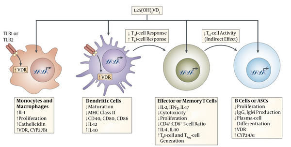 This picture is obtained from other study (14) and shows the mechanisms of vitamin D immunomodulation. Systemic or locally produced 1,25(OH)2VD3 exerts its effects on several immune-cell types, including macrophages, dendritic cells (DCs), T and B cells. Macrophages and DCs constitutively express vitamin D receptor (VDR), whereas VDR expression in T cells is only upregulated following activation. In macrophages and monocytes, 1,25(OH)2VD3 positively influences its own effects by increasing the expression of VDR and the cytochrome P450 protein CYP27B1. Certain Toll-like-receptor (TLR)-mediated signals can also increase the expression of VDR. 1,25(OH)2VD3 also induces monocyte proliferation and the expression of interleukin-1 (IL-1) and cathelicidin (an antimicrobial peptide) by macrophages, thereby contributing to innate immune responses to some bacteria. 1,25(OH)2VD3 decreases DC maturation, inhibiting upregulation of the expression of MHC class II, CD40, CD80 and CD86. In addition, it decreases IL-12 production by DCs while inducing the production of IL-10. In T cells, 1,25(OH)2VD3 decreases the production of IL-2, IL-17 and interferon-γ (IFNγ) and attenuates the cytotoxic activity and proliferation of CD4+ and CD8+ T cells. 1,25(OH)2VD3 might also promote the development of forkhead box protein 3 (FOXP3)+ regulatory T (TReg) cells and IL-10-producing T regulatory type 1 (TR1) cells. Finally, 1,25(OH)2VD3 blocks B-cell proliferation, plasma-cell differentiation and immunoglobulin production. ASCs, antibody-secreting cells (14).