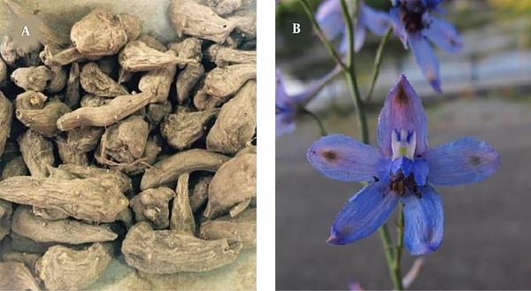 Delphinium denudatum (Jadwar) A: root, B: flower