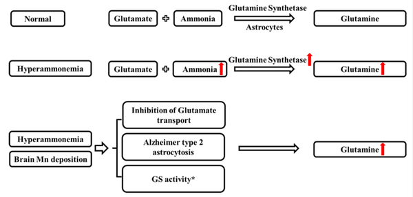 Metabolic pathways related to the effect of Mn and ammonia on glutamine/glutamate cycle. *, Hyperammonemia and low Mn deposition can enhance GS activity while high Mn deposition inhibits GS activity (Mn, manganese; GS, glutamine synthetase).