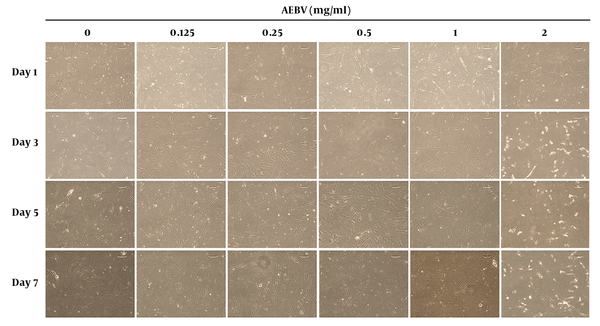 Effect of AEBV treatment on Ad-MSCs morphology. Ad-MSCs were treated with AEBV (0.125 to 2 mg/mL) for seven days. The morphology of the cells was monitored with an inverted microscope.