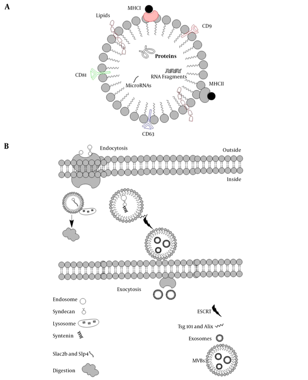 The basic structure of exosomes A, EVs can carry macromolecules such as lipids, proteins, and RNAs. In addition to unique CD markers, it can express HLA on its surface; B, The fate of endosomes is schematically represented, EVs decorated with Slac2-Slp4 and attached to the lysosome and digested or marked with syndecan-syntenin and later attached to ESCRT to release as exosomes.