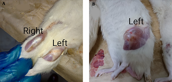 Rat model of septic arthritis. (A) The two stifle joints of an animal of the OPa group, which received oral P. atlantica once a day for 14 days. The right stifle joint is the normal one without any experimental intervention (negative control); the left stifle joint is the experimentally induced septic arthritis, showing alleviation of symptoms at the end of the study with a nearly the same appearance as the right one. (B) The left stifle joint of an animal of LIPa group, which received a single dose of intra-articular injection of P. atlantica, showing no alleviation of symptoms at the end of the study with severe swelling, inflammation, and erythema in the joints.