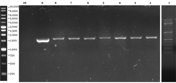 The Result of PCR Performance on the Extracted Genomic DNA of Yeast Transformant. Lane 1: Ladder, Lanes 2 - 5: PichiaPink strain 2 recombinant colonies, Lanes 6 and 7: PichiaPink strain 4 recombinant colonies, Lane 8: X-33 recombinant colony, Lane 9: PCR positive control, Lane 10: PCR negative control.