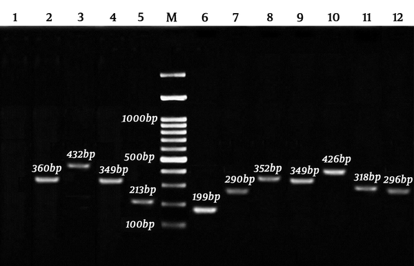 Amplification of cagA, cagC, virB2, and vacA alleles and subtypes using PCR-electrophorestic identification of amplified products of Helicobacter pylori: 1, negative control; 2, cagC 360 bp; 3, vacAi2 432 bp; 4, cagA 349 bp; 5, vacAs1 213 bp; 6, vacAs2 199 bp; 7, vacAm1 290 bp; 8, vacAm2 352 bp; 9, cagA positive control 349 bp; 10, vacAi1; 426 bp; 11, virB2 318 bp; 12, ureC 296 bp; M, 100 bp marker.