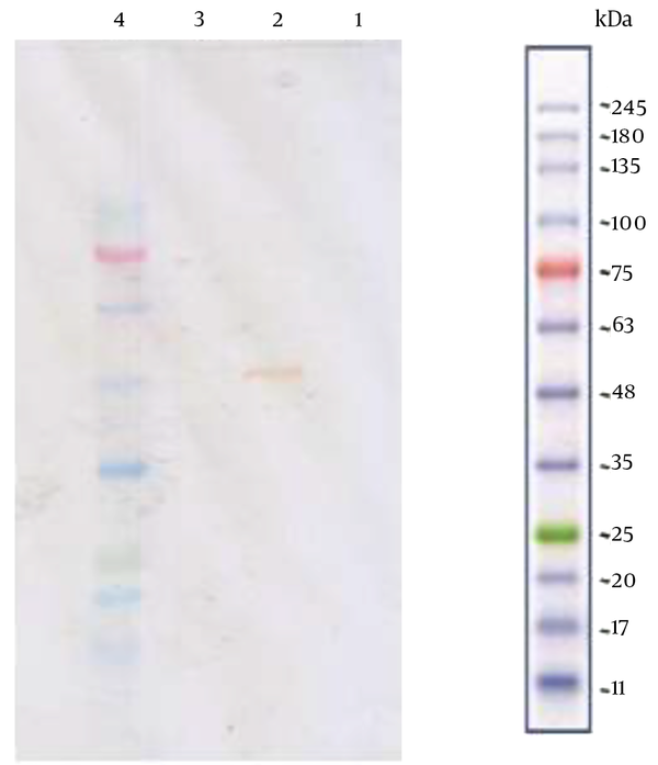 Western Blot Analysis of Three Recombinant Yeast Colonies; Lane 1 and 3 are the product analysis of X-33 and PichiaPink strain 4 expression systems, respectively. The absence of 50 kDa band implies that the two strains have failed in expressing the recombinant protein. In contrast, the visible 50 kDa band in lane 2, which belongs to PichiaPink strain 2, indicates the successful recombinant protein production by this strain.