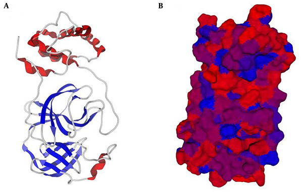 A, Visualization using Molegro Virtual Docker hydrophobicity surface and B, secondary structure of the protein (6lu7).