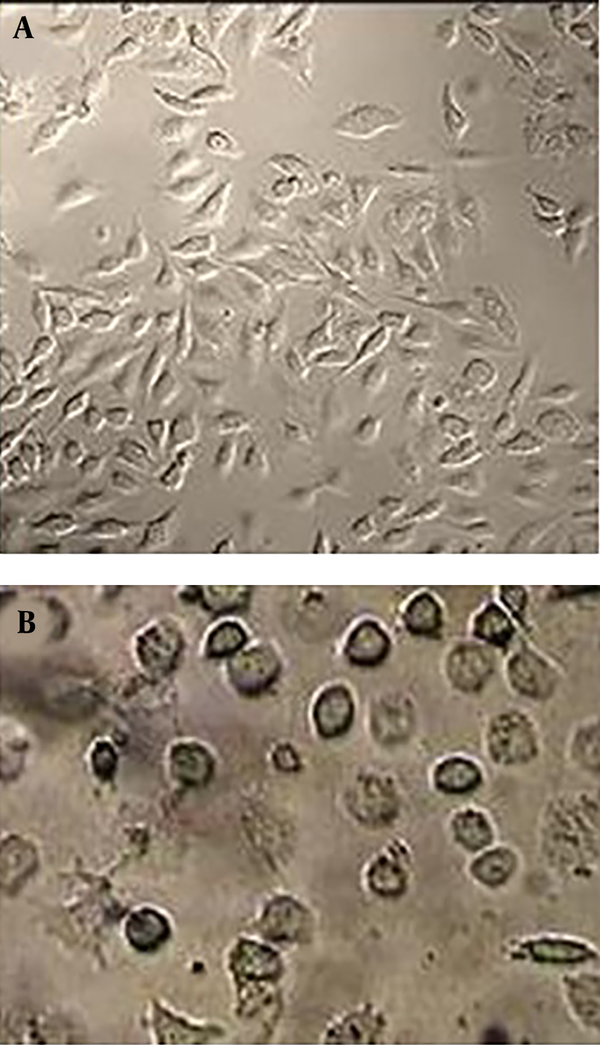 Light microscopy of HeLa cells cultured with or without the 100 μg/mL of extract: (A) control; (B) Camellia sinensis 48 hours after the addition of drug (Magnification 40X).