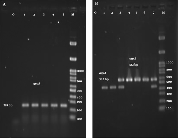 The results of PCR on 1% agarose gel electrophoresis. A, amplification of qepA; B, oqxA and oqxB; M; DNA size marker (100 bp).