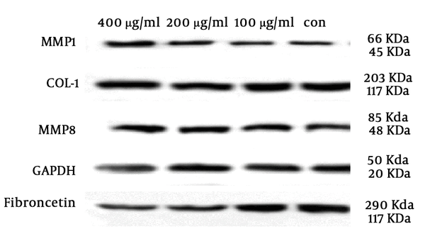 The effects of SSE on MMP1, collagen type I, MMP8, and fibronectin at the protein levels using western blotting. GAPDH was used as a protein loading control.