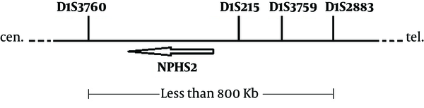 Schematic position of the STR markers near the NPHS2 gene