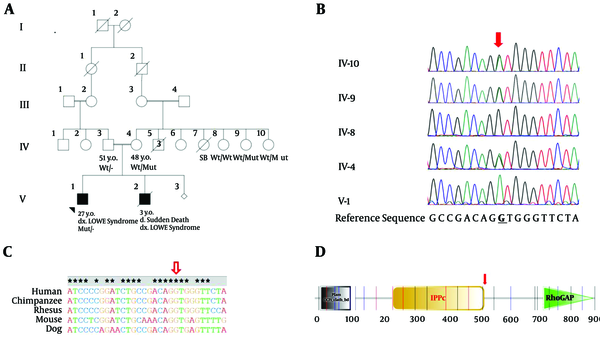 Genotyping of the variant in the pedigree. A, Pedigree; B, electropherogram of the Sanger sequencing at the variant position; C, conservation of the nucleotide at the variant position. Star are showing highly conserved nucleotides and red arrow shows the variant position. D. OCRL protein domains. The red arrow points to the position of splicing variant. (Wt, wildtype; Mut, mutant)