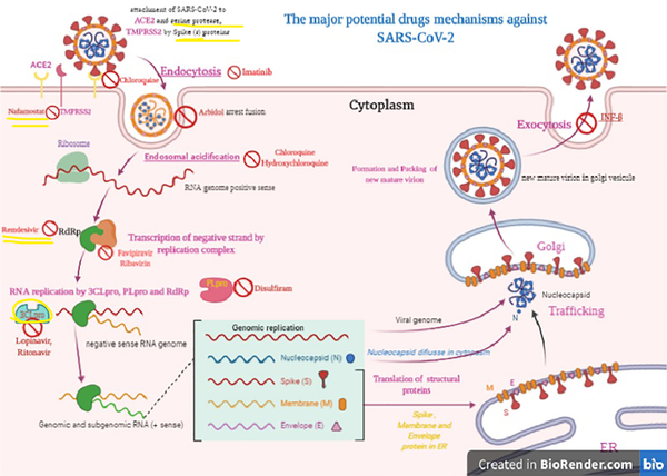 The major potential drugs mechanisms against SARS-CoV-2, This graphical abstract demonstrates the life cycle of SARS-CoV-2 in the host cells. The target of potential drugs exhibited by red banned icon in virus life cycle
