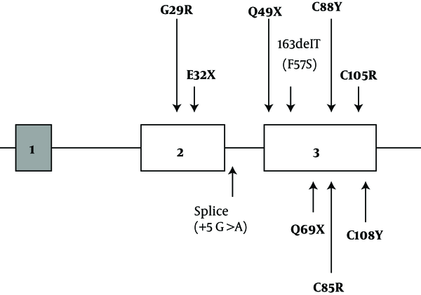 Diagrammatic representation of TSHβ gene mutations which are reported in previous literature (7-14).