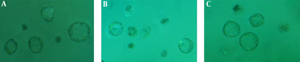 Development of Embryos in A) Control Group B) Diazinon Group and C) Diazinon Co-administration with Selenium (invert microscope 100×)