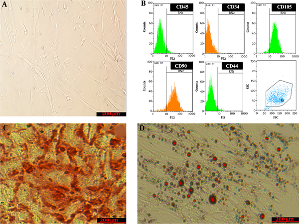 Characteristics of wharton’s jelly stem cells; A, Morphology of cultured cells. Cultured cells under invert microscopy have a spindle shape; B, Flow cytometry analysis of wharton’s jelly stem cells surface-marker expressions; C, Alizarin red staining for evaluating the osteogenic differentiation capacity of stem cells. The figure shows calcium crystal formation that confirms the differentiation; D, Oil-red-O staining for evaluating the Adipogenic differentiation capacity. The figure shows lipid droplet formation that confirms the differentiation.
