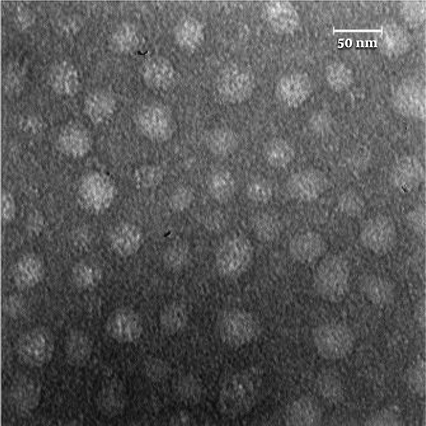 Characterization of exosomes released from MDA-MB-231 cells; transmission electron microscopy image of exosomes derived from MDA-MB231 cells. The sizes of exosomes were within the acceptable range of 30 to 100 nm. Their sphericity is apparent.