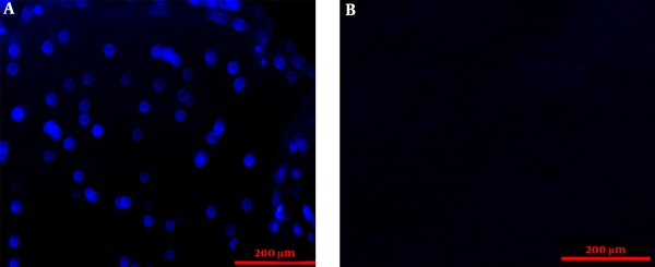 The DAPI-staining sections of the sciatic nerve in fresh (A) and acellular (B) nerves. The figure demonstrates that the nuclei of cells were removed in the acellular nerve group.