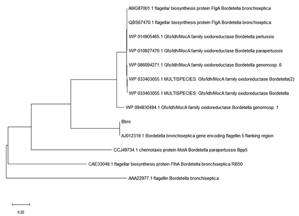 The phylogenetic tree of the sequence extracted from the B. bronchiseptica-positive PCR product