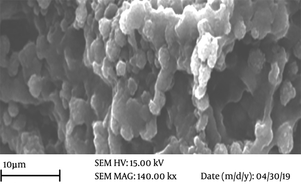 Scanning electron micrographs showing hWJSCs attachment to the ANA.