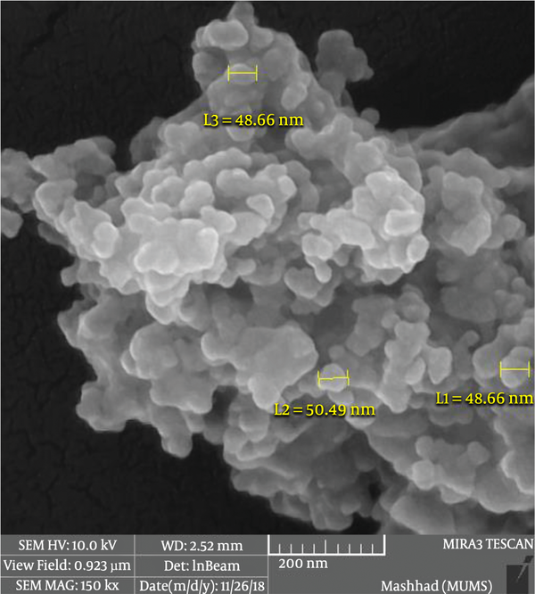 Characterization of exosomes released from MDA-MB-231 cells; scanning electron microscopy analysis of exosomes derived from MDA-MB-231 cells; spherical morphology was apparent. Their sizes ranged from 30 to 100 nm.