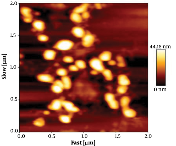 Characterization of exosomes released from MDA-MB-231 cells; atomic force microscopy image of exosomes derived from MDA-MB-231 cells; the sizes of exosomes ranged from 30 to100 nm.