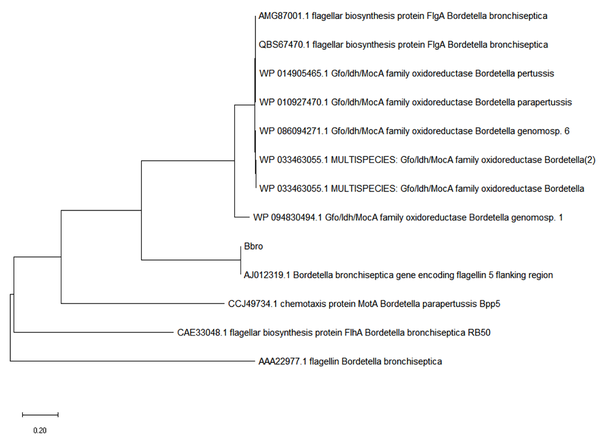 The phylogenetic tree of the sequence extracted from the positive RT-PCR product for CDV
