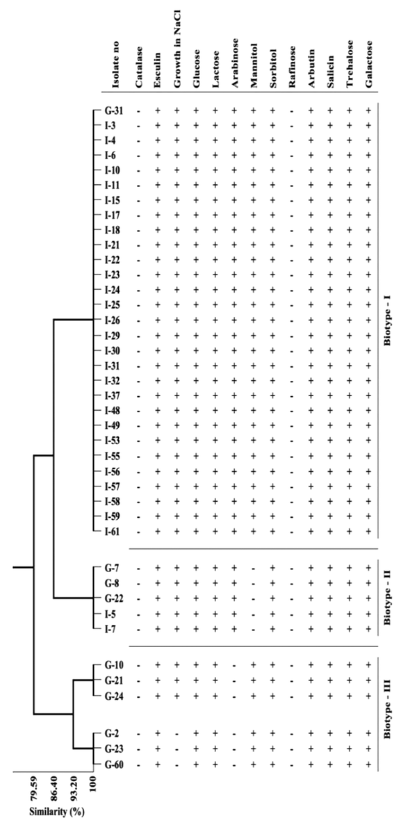 Distribution of biotype profiles and similarities of Enterococcus faecalis isolates