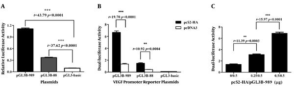 Transcriptional activation of preS2 on VEGFA promoter. A, Promoter activities of pGL3B-989 and pGL3B88 plasmids compared to pGL3-basic; B, promoter activities of pGL3B-989 and pGL3B-88 were increased by pcS2-HA; C, dose-dependent transactivation of preS2 on VEGFA promoter. 0, 0.25, and 0.5 mg pcS2-HA plasmids were co-transfected with 0.5 mg pGL3B-989 and 20 ng pRL-TK plasmids into HepG2 (means ± SD represents three separate experiments, **, P &lt; 0.0001, ***, P &lt; 0.0001).
