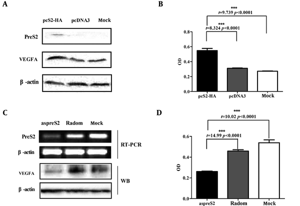 Effect of preS2 on VEGFA expression in HCC cells and cell proliferation of HUVEC cells. A, Western blot was used to assay preS2 and VEGFA expression; B, the proliferation of HUVEC cells was promoted compared to the PS-rODNs group and mock group by using the CCK-8 assay (***, P &lt; 0.0001); C, RTPCR was used to assay preS2 mRNA expression, and western blot was used to assay VEGFA expression; D, the proliferation of HUVEC cells was reduced compared to the PS-rODNs group and mock group by using the CCK-8 assay (***, P &lt; 0.0001).