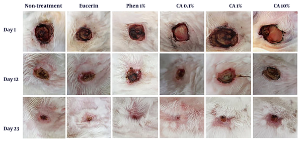 Wound-healing progression in experimental groups. CA = Cinnamic acid, Phen = Phenytoin