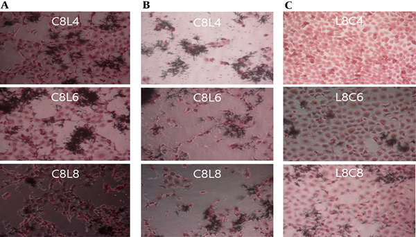 Antagonistic effects of Lactobacillus plantarum on Candida albicans in ME-180 cell cultures, depending on the order of inoculation. A. Simultaneous inoculation. B. Inoculation with C. albicans first. C. Inoculation with L. plantarum first. C, C. albicans; L, L. plantarum. The numbers indicate 104, 106, and 108 CFU/mL, respectively.