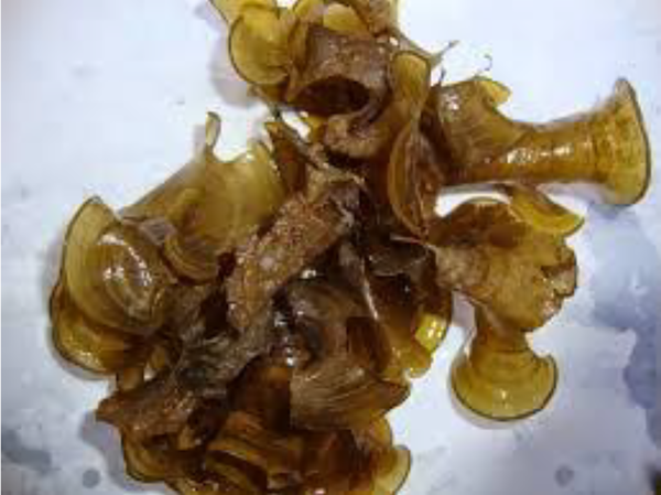 The seaweed Padina australis from the Persian Gulf.