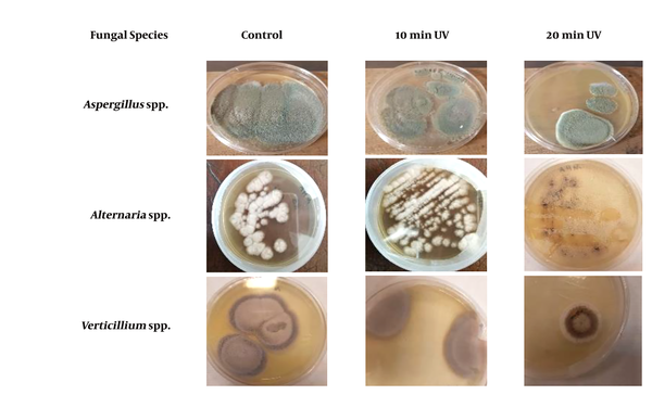 Morphology of the fungal colony cultured on potato dextrose agar for 7 days at different irradiation time lengths