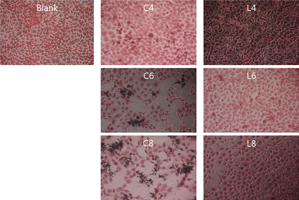 Morphology of M-180 cells inoculated with Candida albicans and Lactobacillus plantarum. Blank, uninoculated M-180 cells; C, C. albicans; L, L. plantarum. The numbers indicate 104, 106, and 108 CFU/mL, respectively.
