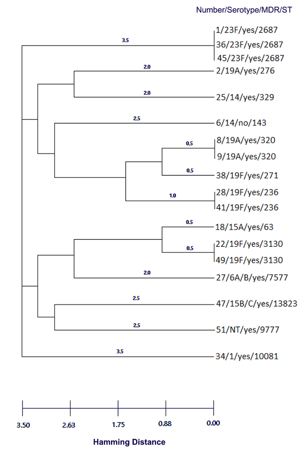Dendrogram constructed from MLST data showing the genetic relatedness of the 18 pneumococcal sequence types in Table 3. ST320 and ST276 are SLVs of ST271, and also ST63 and ST3130 are SLV.