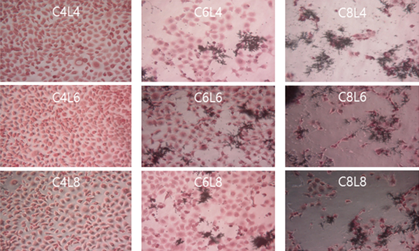 Morphology of ME-180 cells inoculated with Candida albicans and Lactobacillus plantarum. ME-180 cells were cultured with C. albicans for 5 h, then inoculated with L. plantarum, cultured for 5 h, washed, and cultured for an additional 24 h. C, C. albicans; L, L. plantarum. The numbers indicate 104, 106, and 108 CFU/mL, respectively.